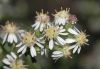 image of Aster lateriflorus