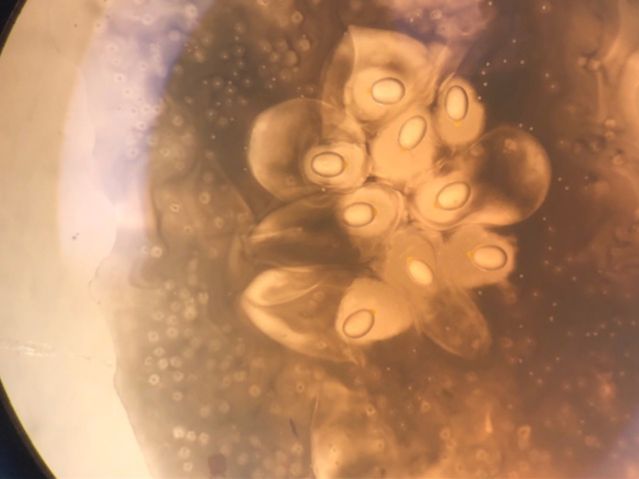 Marsileaceae Marsilea macropoda