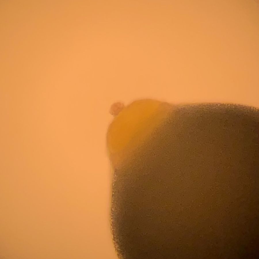 Marsileaceae Marsilea macropoda