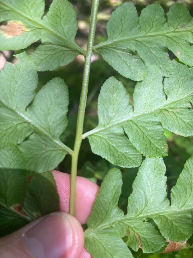 Osmundaceae Osmunda ruggii