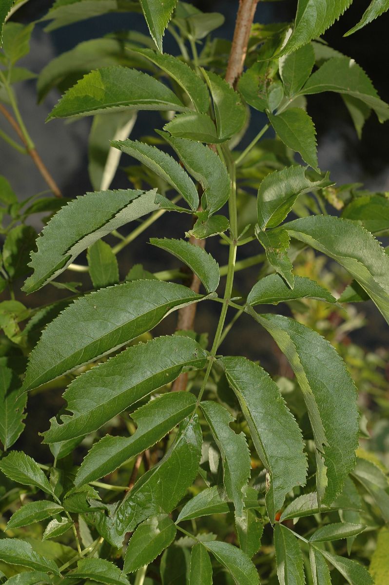 Adoxaceae Sambucus canadensis