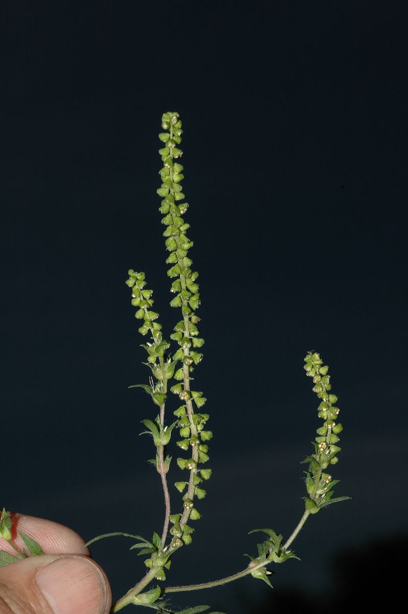 Asteraceae Ambrosia artemisiifolia
