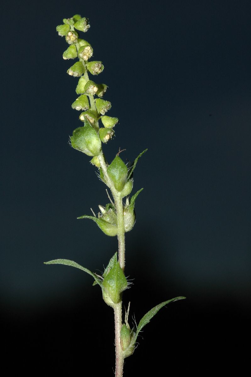 Asteraceae Ambrosia artemisiifolia