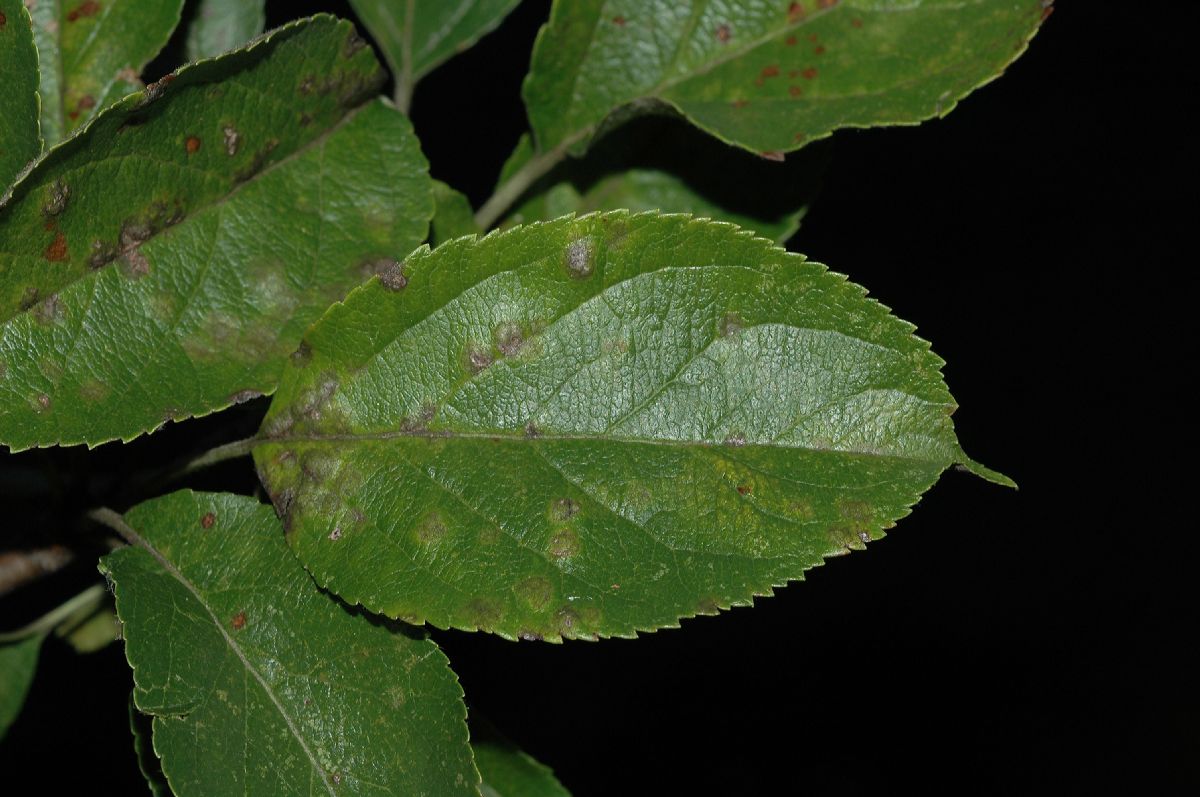 Rosaceae Malus 