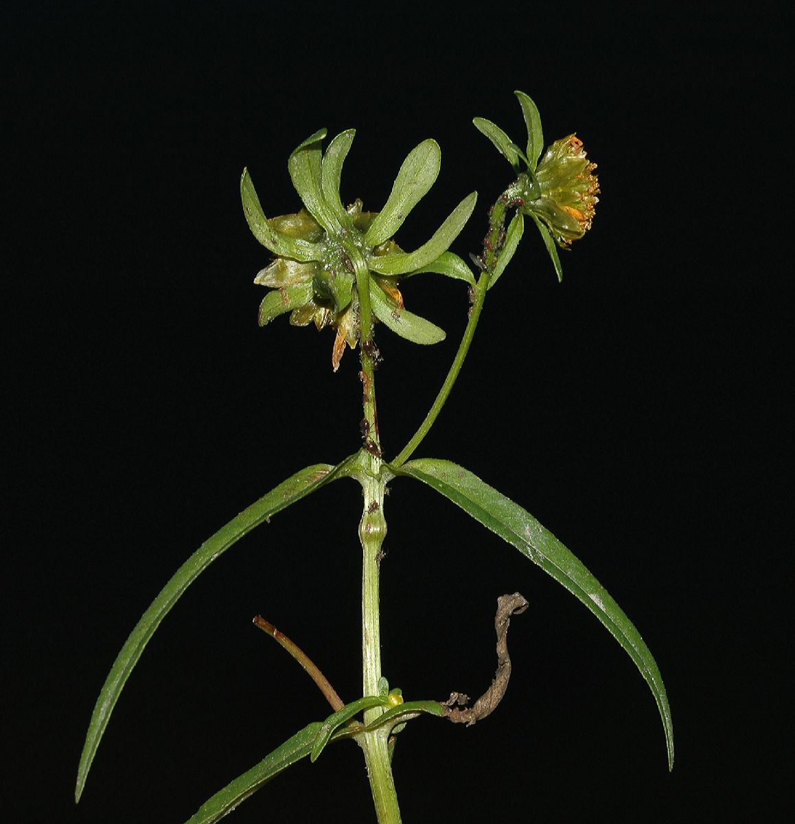 Asteraceae Bidens cernua
