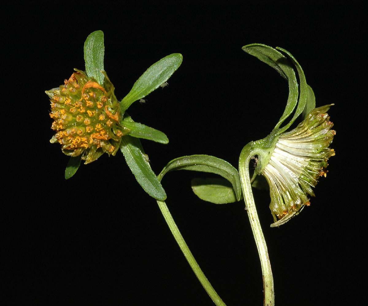 Asteraceae Bidens cernua