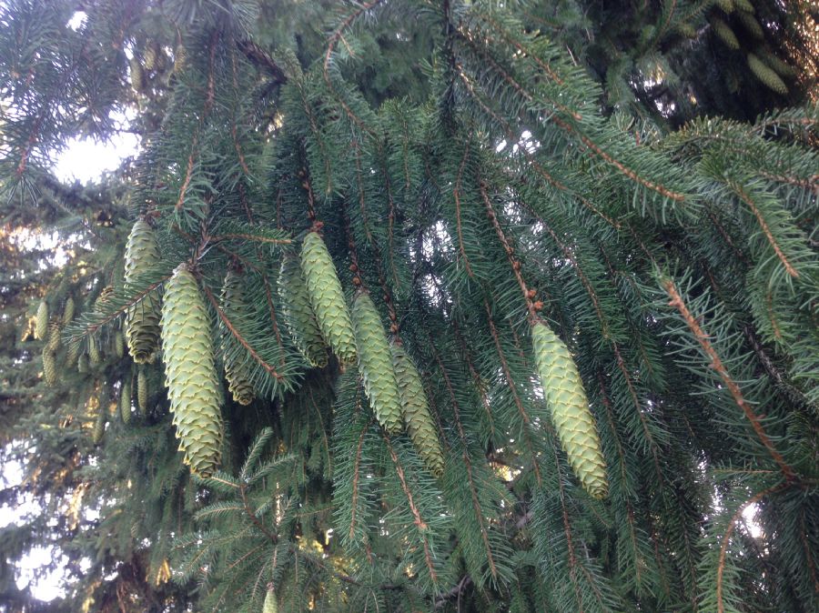 Pinaceae Picea abies