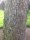 image of Picea torano