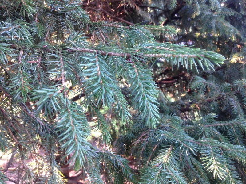 Pinaceae Picea torano