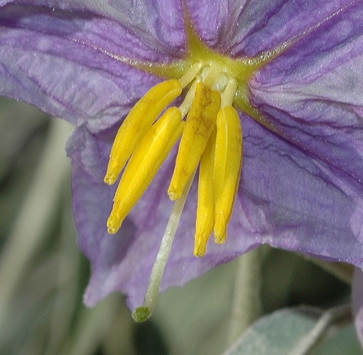 Solanaceae Solanum elaeagnifolium