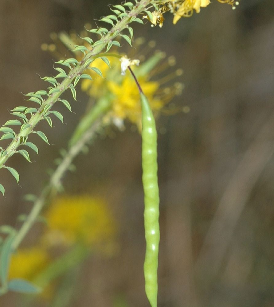 Cleomaceae Cleome lutea