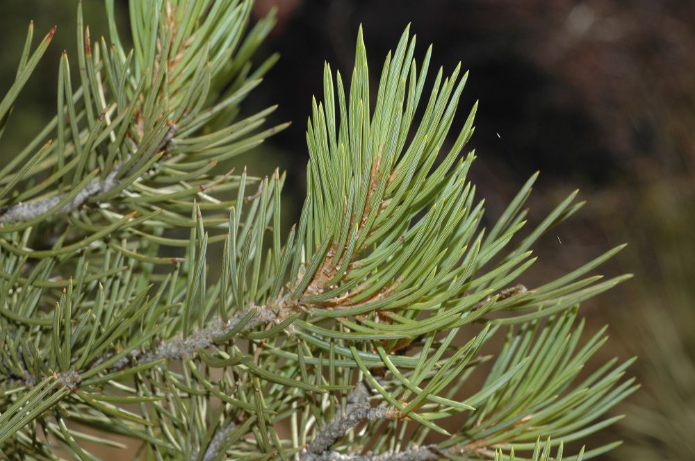 Pinaceae Pinus monophylla
