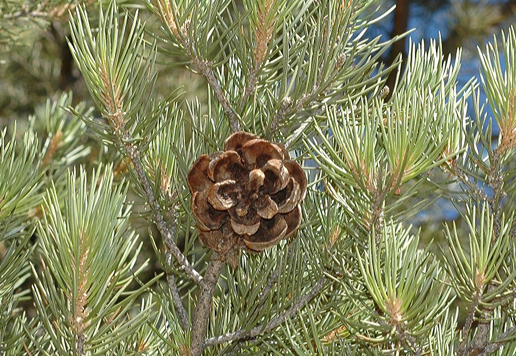 Pinaceae Pinus monophylla