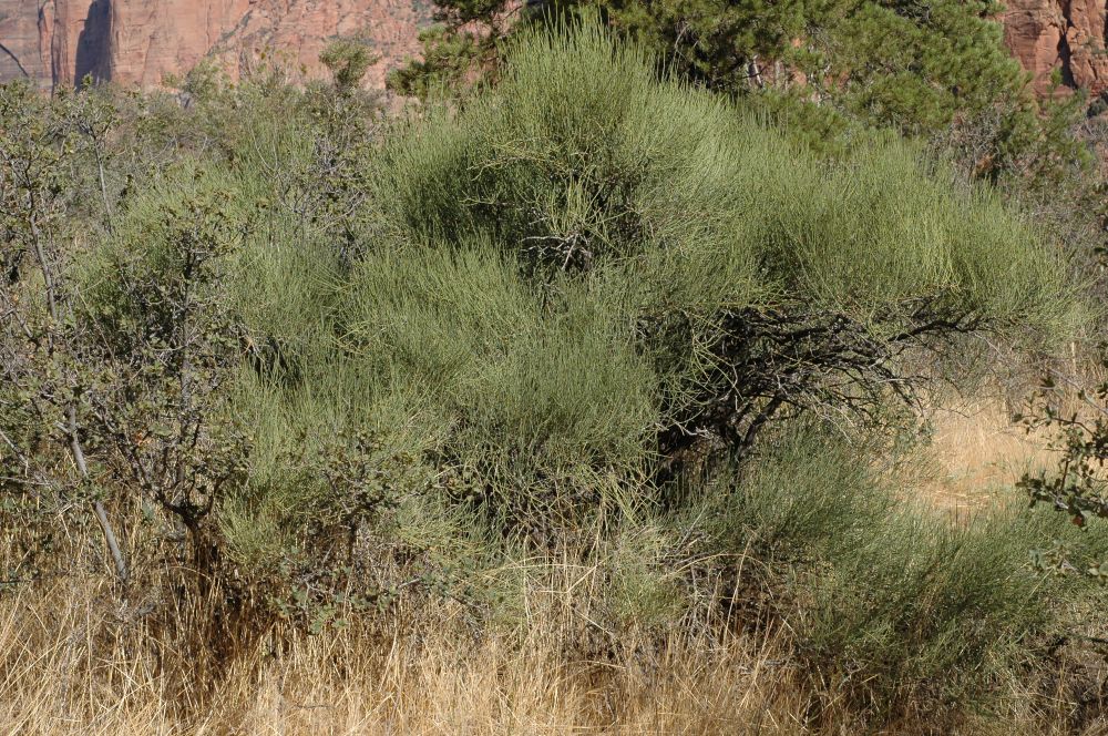 Ephedraceae Ephedra 