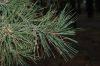 image of Pinus ponderosa