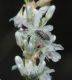 image of Eriogonum racemosum