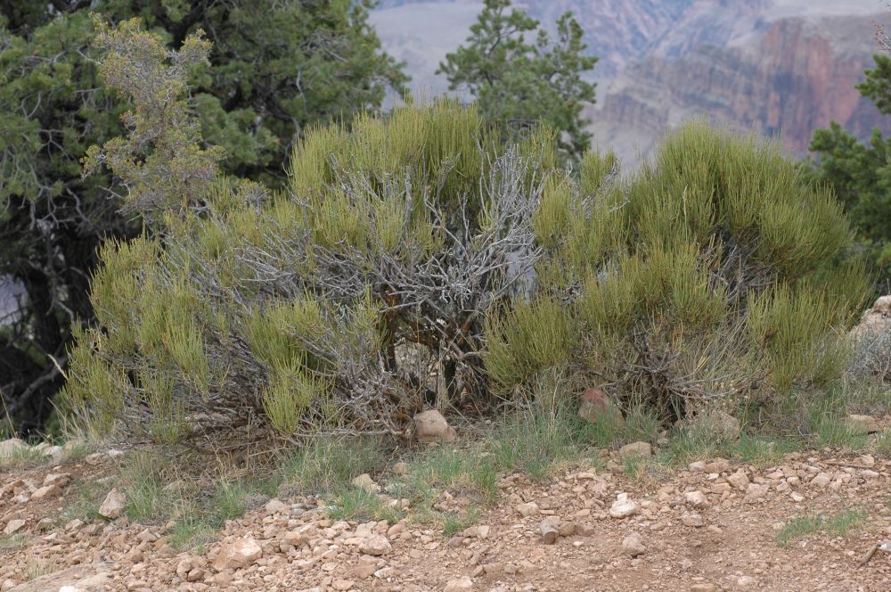 Ephedraceae Ephedra 