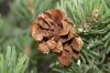 image of Pinus edulis