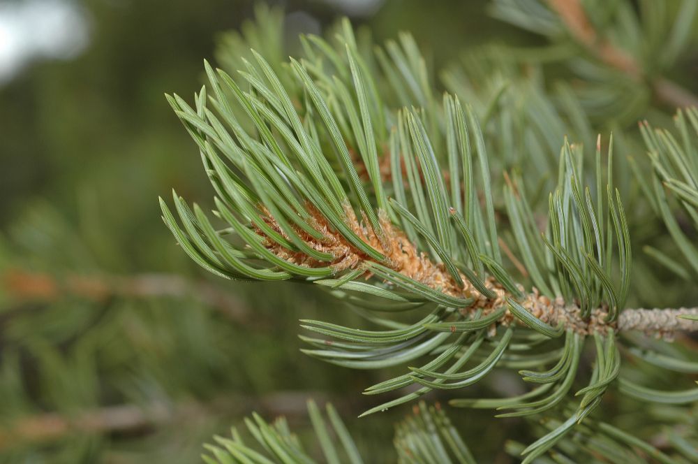 Pinaceae Pinus edulis