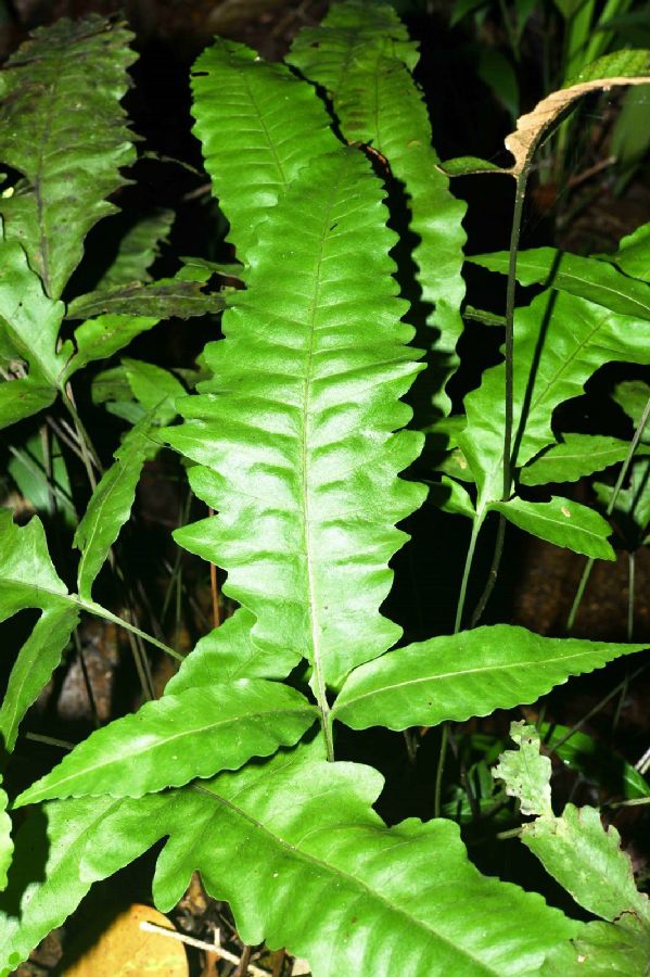 Lomariopsidaceae Bolbitis 