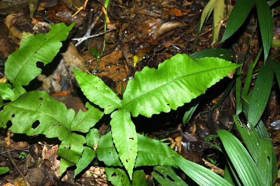 Lomariopsidaceae Bolbitis 