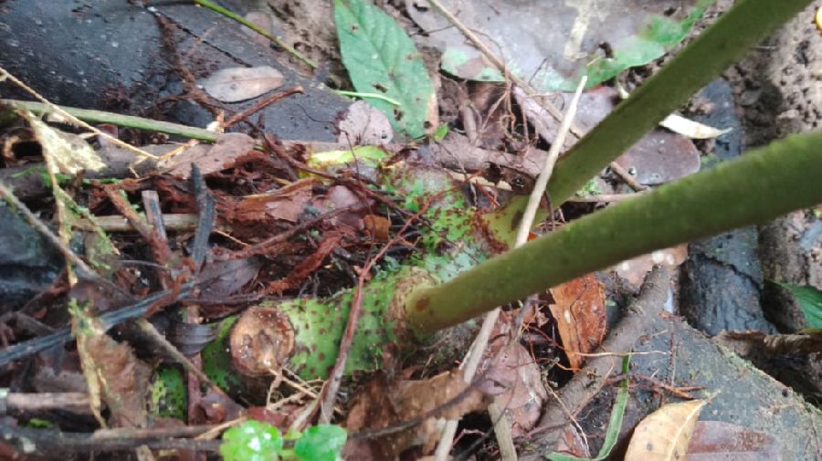 Polypodiaceae Campyloneurum ferndleri