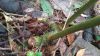image of Campyloneurum ferndleri
