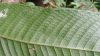 image of Campyloneurum ferndleri
