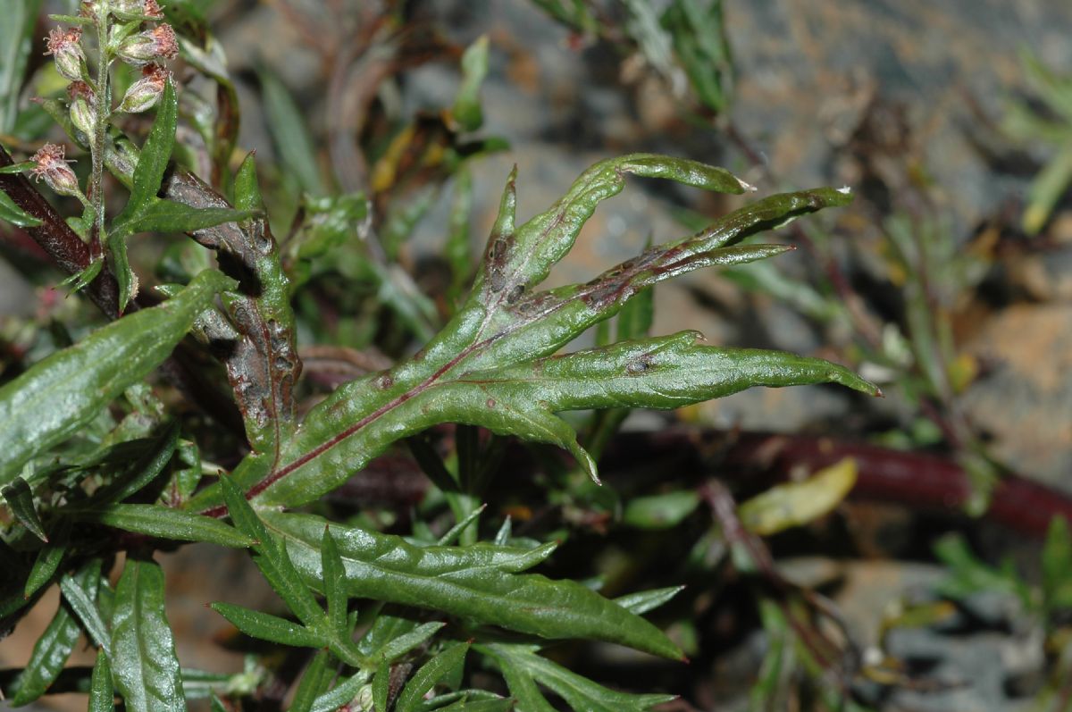 Asteraceae Artemisia vulgaris