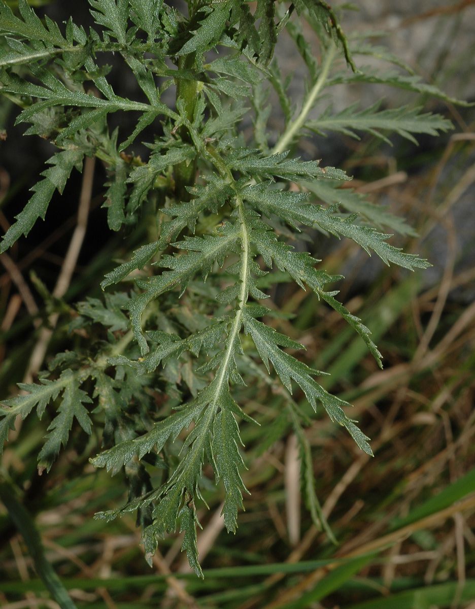 Asteraceae Tanacetum vulgare