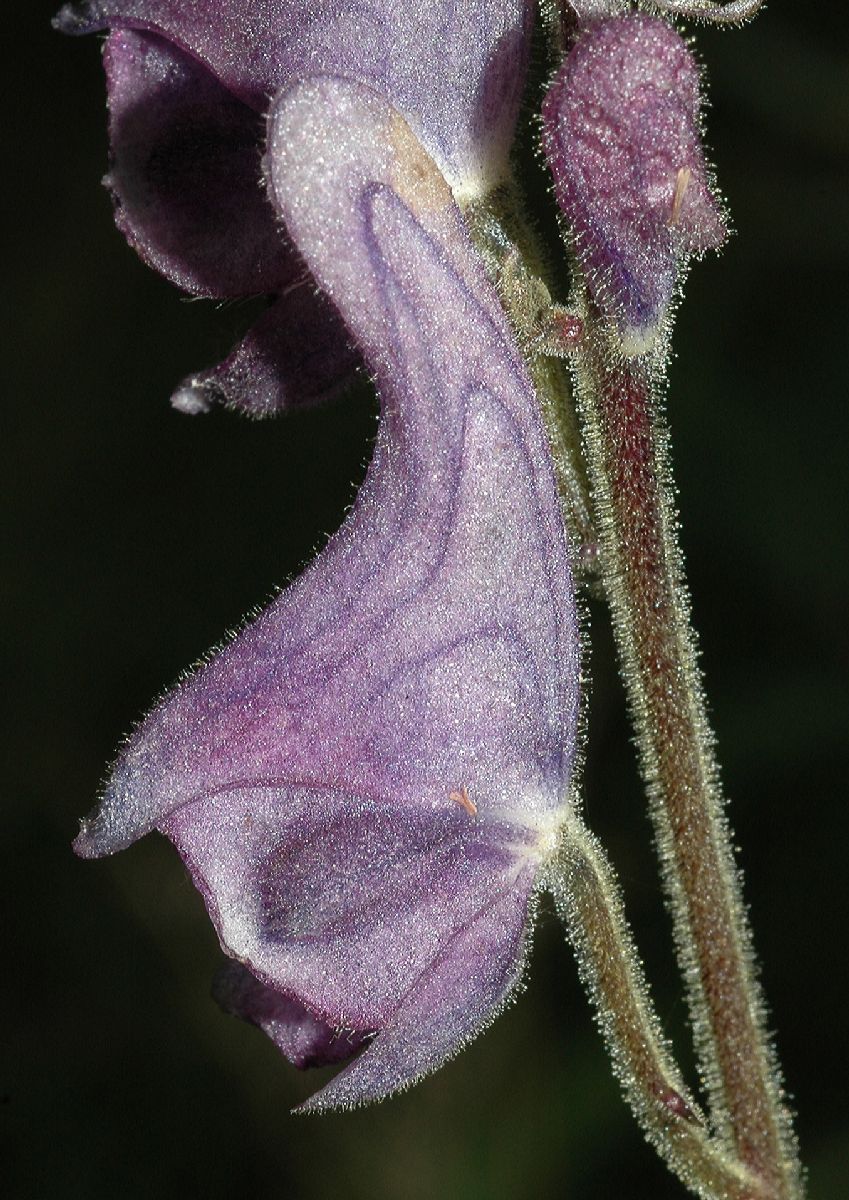 Ranunculaceae Aconitum septrionale