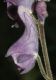 image of Aconitum septrionale