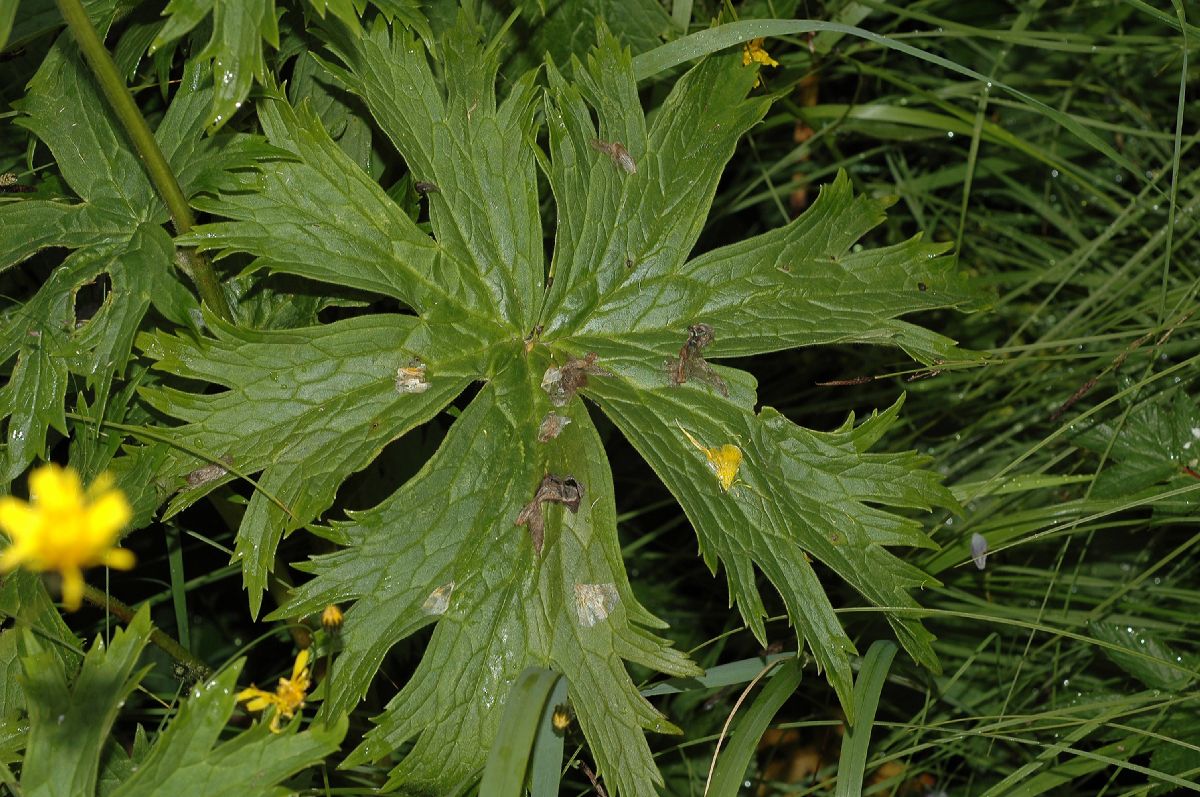 Ranunculaceae Aconitum septrionale
