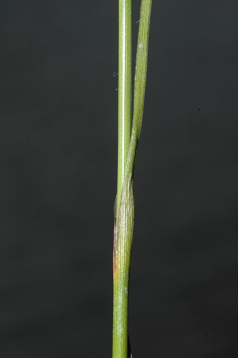 Cyperaceae Eriophorum 