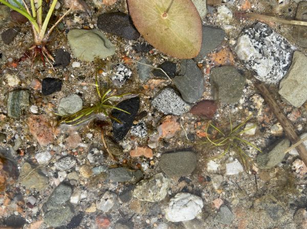 Isoetaceae Isoetes tuckermannii