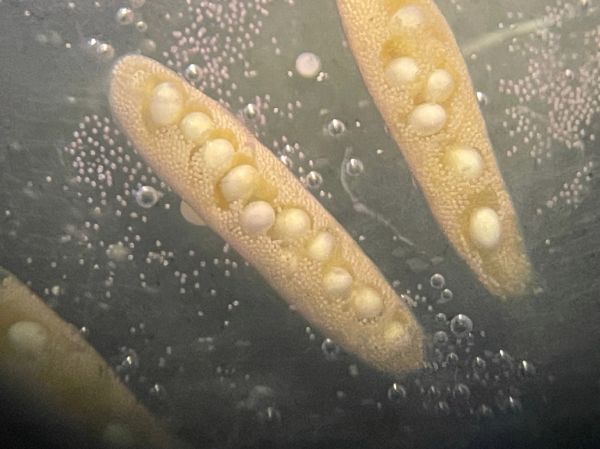 Marsileaceae Marsilea macropoda