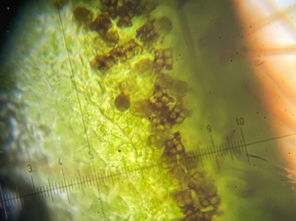 Osmundaceae Osmunda cinnamomea