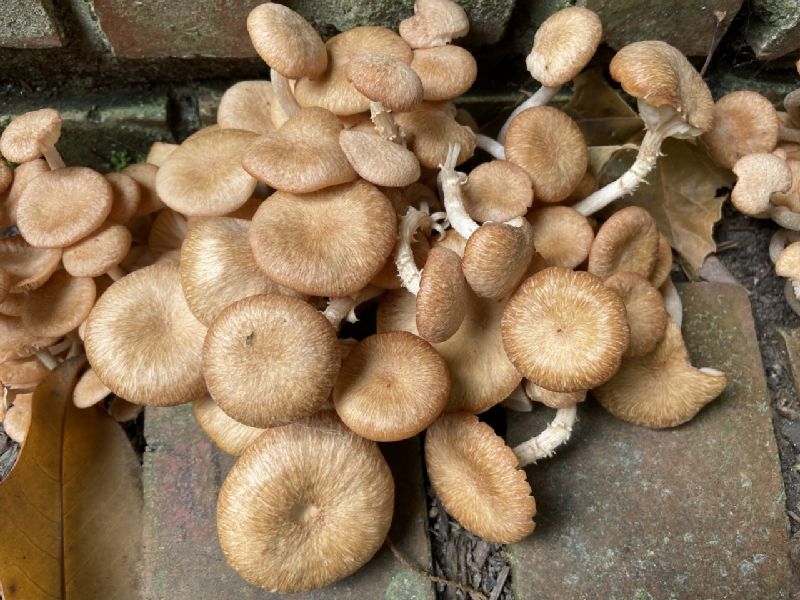 Physalacriaceae Armillaria tabescens