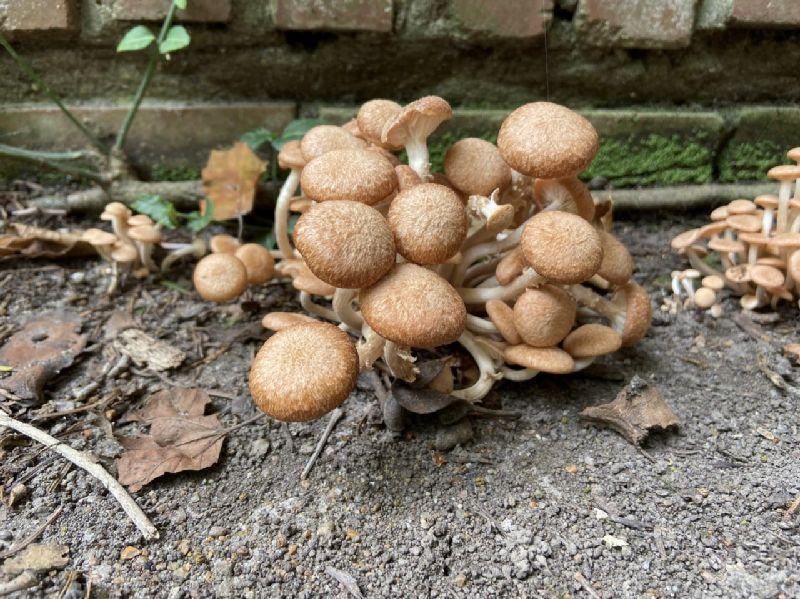 Physalacriaceae Armillaria tabescens