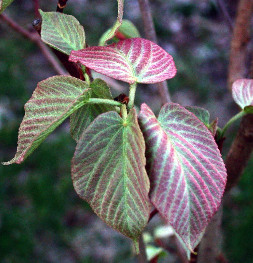 Aceraceae Acer distylum