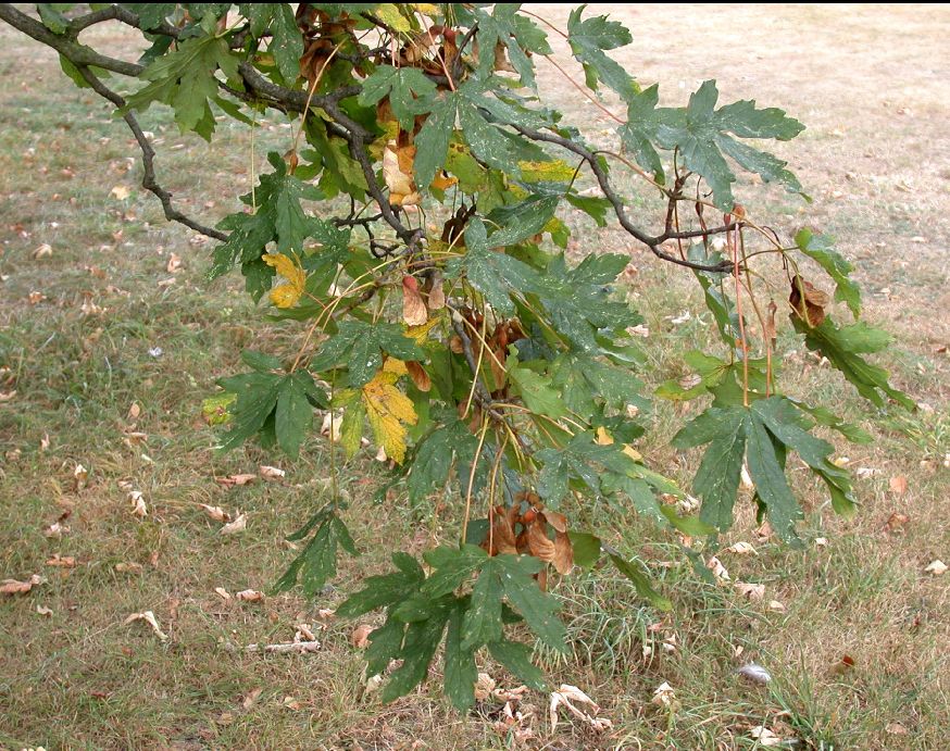 Aceraceae Acer heldreichii