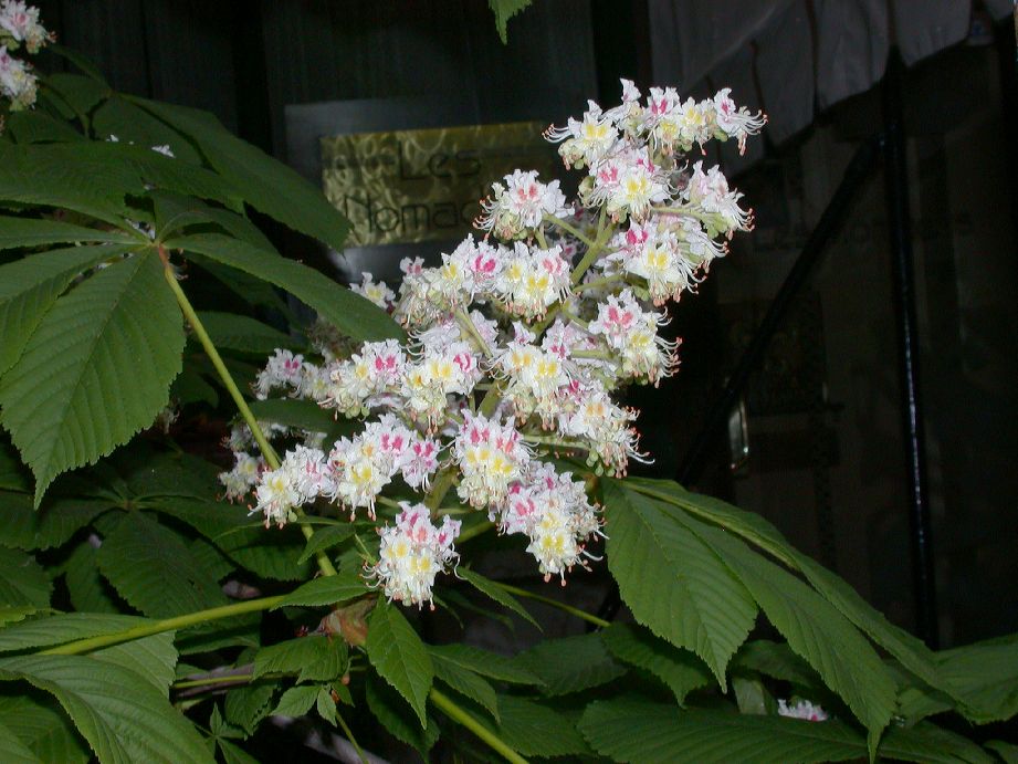 Hippocastanaceae Aesculus hippocastanum