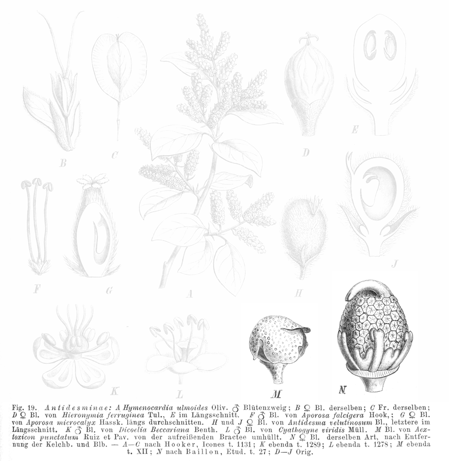 Aextoxicaceae Aextoxicon punctatum