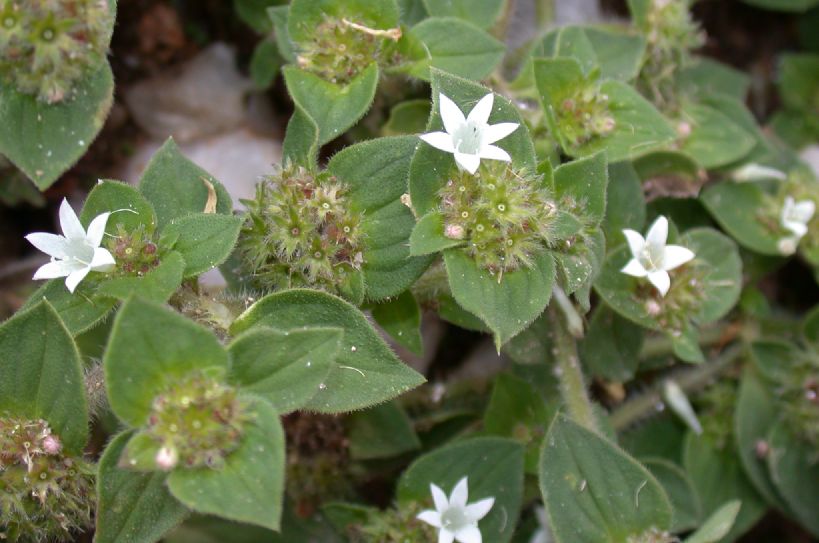 Rubiaceae Richardia 
