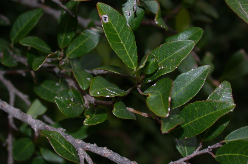 Euphorbiaceae Sebastiania klotzschiana
