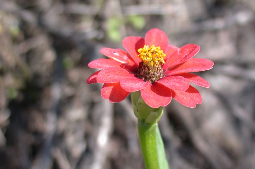 Asteraceae Zinnia peruviana