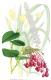 image of Berberidopsis corallina