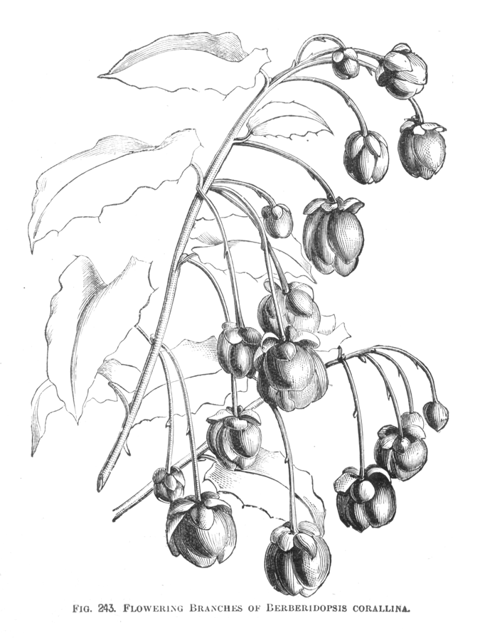 Berberidopsidaceae Berberidopsis corallina