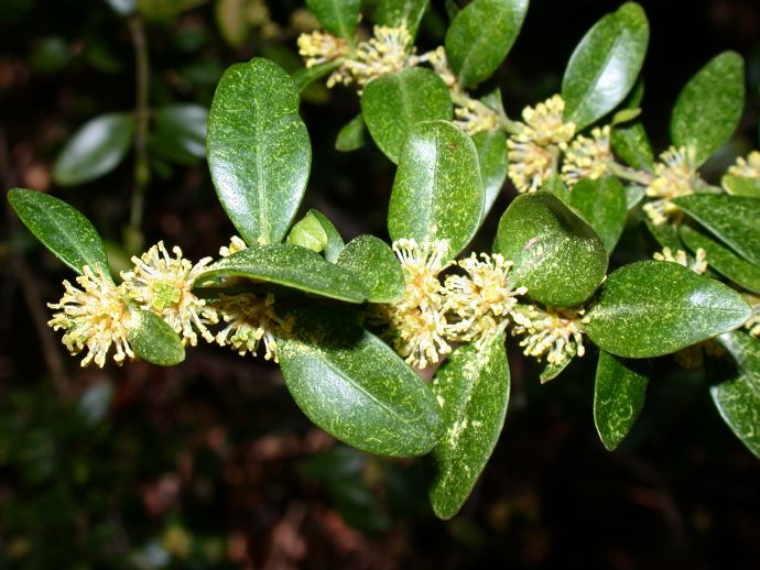 Buxaceae Buxus 