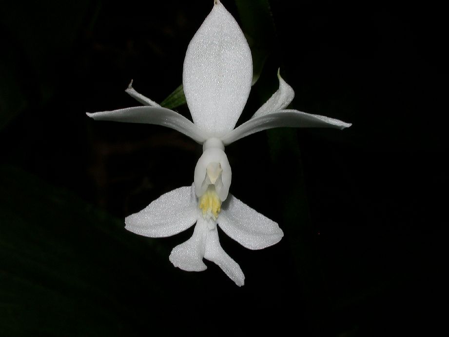 Orchidaceae Calanthe triplicata